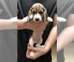 Small Photo #7 Beagle Puppy For Sale in RED OAK, OK, USA