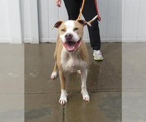 American Pit Bull Terrier-Unknown Mix Dogs for adoption in Louisville, KY, USA