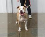 Small American Pit Bull Terrier Mix