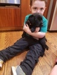 Small Photo #2 Labrador Retriever Puppy For Sale in WOODINVILLE, WA, USA