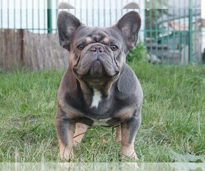 Father of the French Bulldog puppies born on 02/01/2024