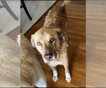 Small #1 Labrador Retriever Mix