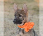 Small Photo #4  Puppy For Sale in , 