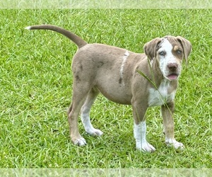 Catahoula Leopard Dog Puppy for sale in COPE, SC, USA