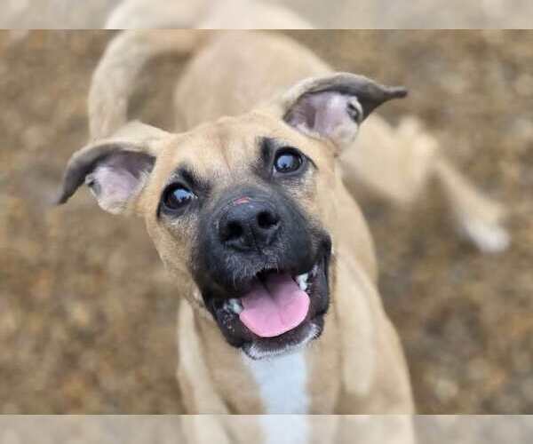 Medium Photo #1 Boxer-Unknown Mix Puppy For Sale in Anniston, AL, USA