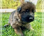 Small #5 German Shepherd Dog