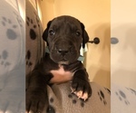 Small Photo #3 Great Dane Puppy For Sale in COLLINSVILLE, OK, USA