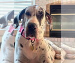 Small #1 Great Dane