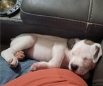 Small #8 Bullboxer Pit