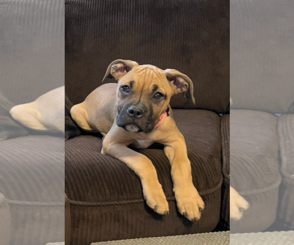 Medium Photo #4 Boxer-Unknown Mix Puppy For Sale in Holly Springs, NC, USA