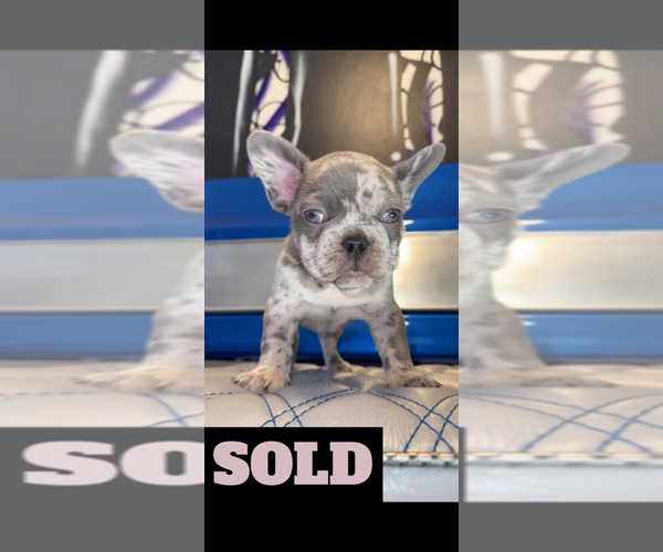 Medium Photo #6 French Bulldog Puppy For Sale in SUNNYSIDE, WA, USA