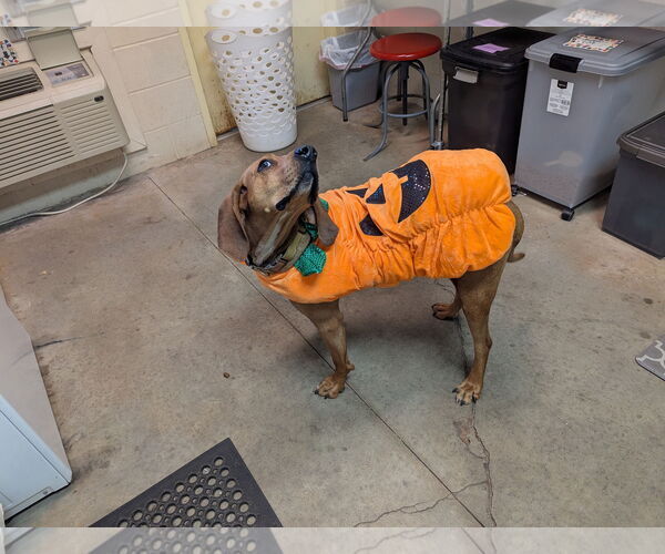 Medium Photo #5 Mutt Puppy For Sale in McCormick, SC, USA