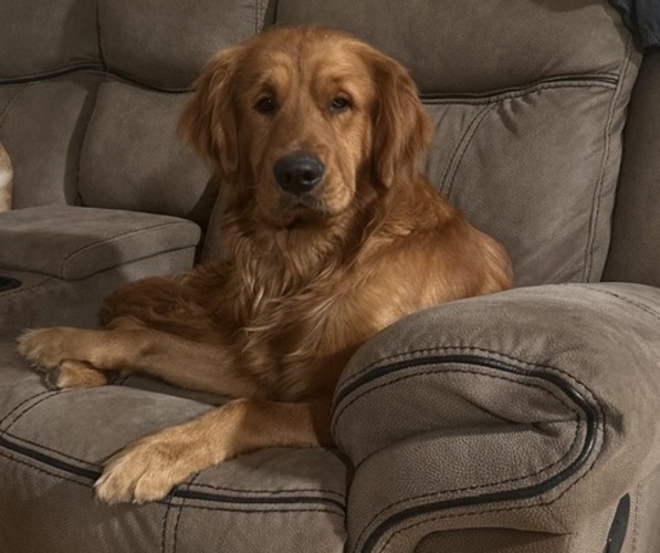 Medium Photo #1 Golden Retriever Puppy For Sale in ALLEGAN, MI, USA