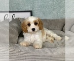 Small #4 Cavapoo