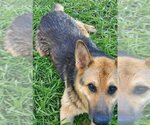 Small Photo #3 German Shepherd Dog-Siberian Husky Mix Puppy For Sale in Winston Salem, NC, USA