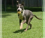 Small #2 Mutt
