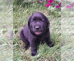 Small Photo #7 Labrador Retriever Puppy For Sale in GREENWOOD, WI, USA