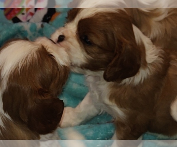 Medium Photo #5 Cavalier King Charles Spaniel Puppy For Sale in PORT ORCHARD, WA, USA