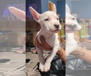 American Bully-American Staffordshire Terrier Mix Puppy for sale in SAN BERNARDINO, CA, USA