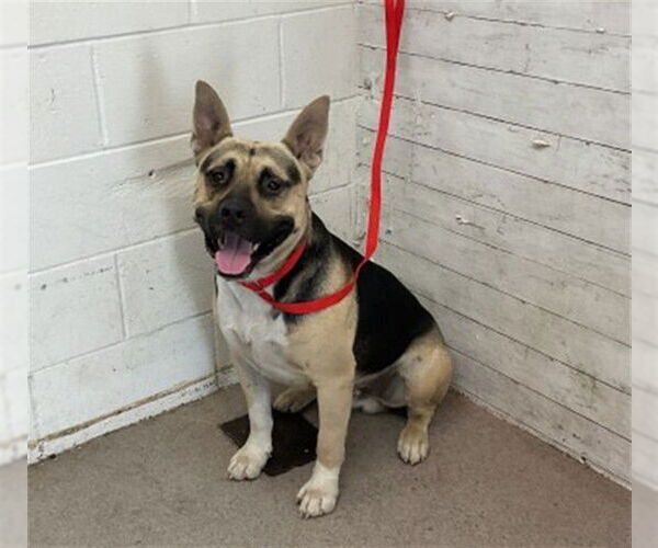 Medium Photo #1 Akita-German Shepherd Dog Mix Puppy For Sale in San Bernardino, CA, USA