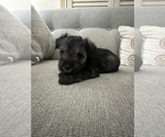 Puppy Bandit Schnauzer (Miniature)