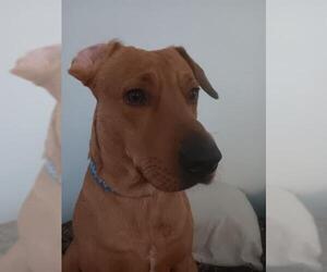 Great Dane-Unknown Mix Dogs for adoption in San Antonio, TX, USA