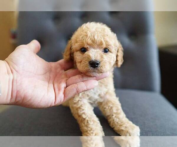Medium Photo #5 Poodle (Miniature) Puppy For Sale in FULLERTON, CA, USA