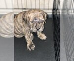Small Photo #6 Bullmastiff Puppy For Sale in VICTORVILLE, CA, USA