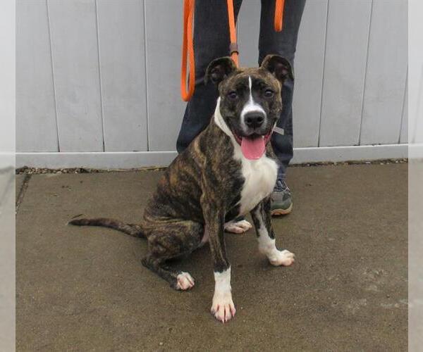 Medium Photo #1 Boxer-Unknown Mix Puppy For Sale in Louisville, KY, USA