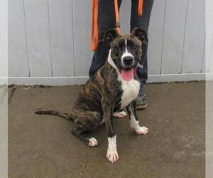 Boxer-Unknown Mix Dogs for adoption in Louisville, KY, USA
