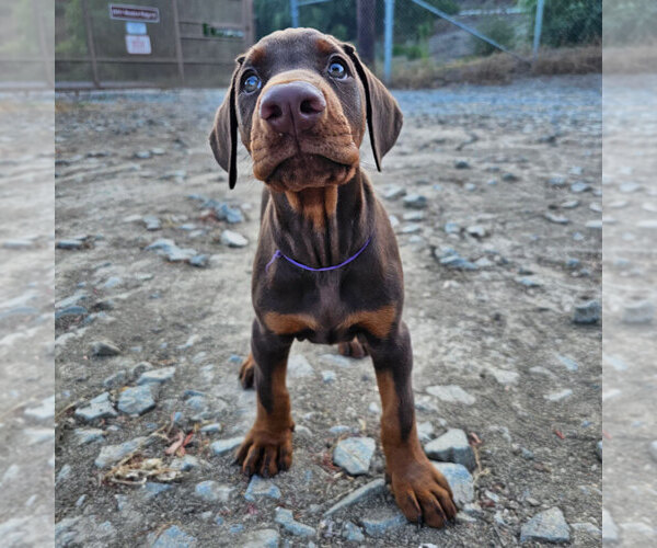 Medium Photo #41 Doberman Pinscher Puppy For Sale in FORT LAUDERDALE, FL, USA