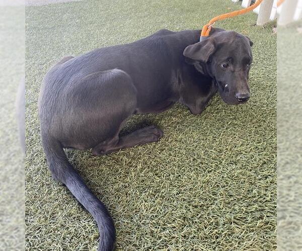 Medium Photo #1 Labrador Retriever Puppy For Sale in Modesto, CA, USA