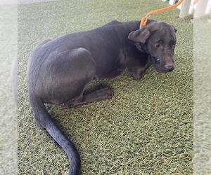 Labrador Retriever Dogs for adoption in Modesto, CA, USA