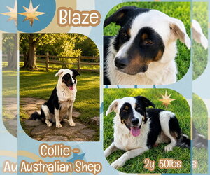 Blaze - Male Border Collie Dog for Adoption - Photo #3