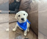 Small #2 Labrador Retriever