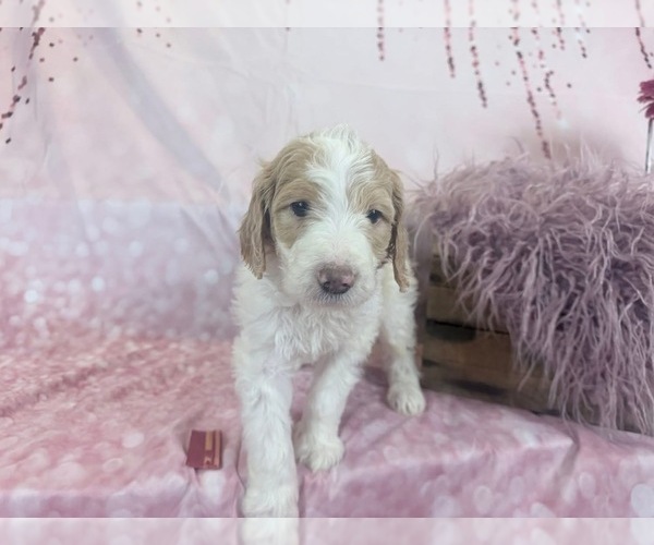 Medium Photo #121 Aussie-Poo-Goldendoodle Mix Puppy For Sale in COMMERCE, MI, USA