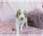 Small Photo #121 Aussie-Poo-Goldendoodle Mix Puppy For Sale in COMMERCE, MI, USA