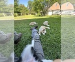 Puppy Greenie Border Collie