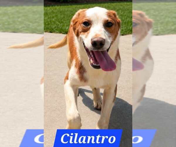 Medium Photo #4 Australian Shepherd-Unknown Mix Puppy For Sale in Minneapolis, MN, USA