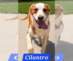 Small #3 Australian Shepherd Mix