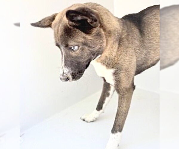 Medium Photo #1 Akita-Unknown Mix Puppy For Sale in Houston, TX, USA