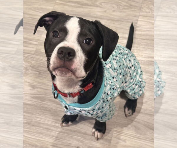 Medium Photo #4 Boxer-Unknown Mix Puppy For Sale in Brooklyn Center, MN, USA