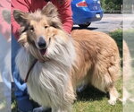 Small Collie
