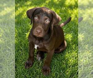 Labrador Retriever-Unknown Mix Dogs for adoption in Oakhurst, NJ, USA