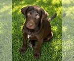 Small Labrador Retriever Mix