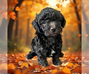 YorkiePoo Puppy for sale in CLOVER, SC, USA