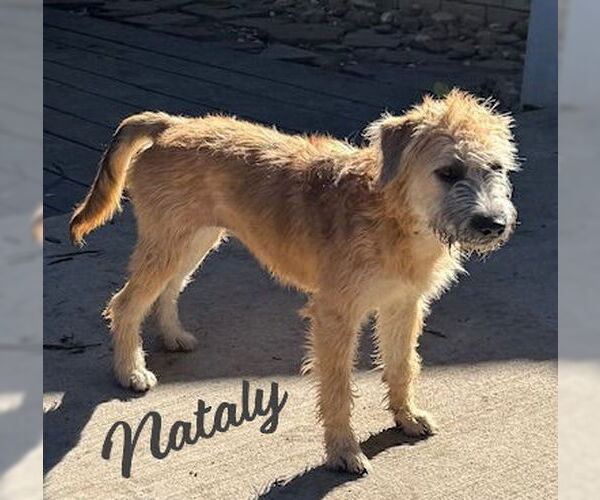 Medium Photo #1 Border Terrier-Wheaten Terrier Mix Puppy For Sale in HOUSTON, TX, USA