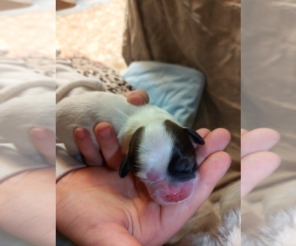 Medium Photo #4 Shih Tzu Puppy For Sale in FANNING SPGS, FL, USA