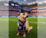 Small Cairn Terrier Mix