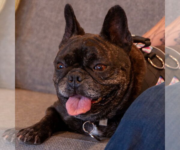 Medium Photo #14 French Bulldog Puppy For Sale in San Jose, CA, USA